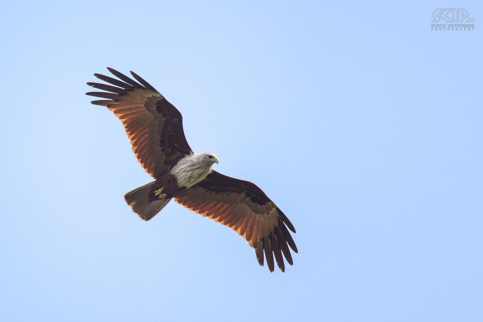 Kumarakom -  Brahminy kite The most common raptor in southern India is the Brahminy kite (Haliastur indus) Stefan Cruysberghs